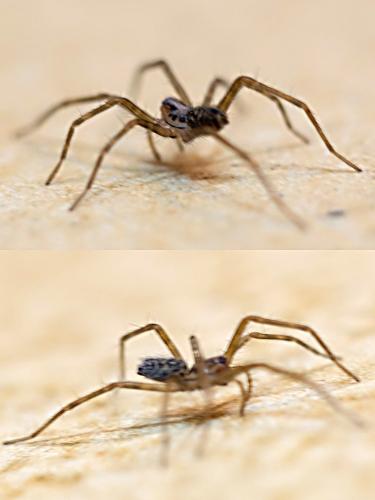 Réf. 336 423 : Tegenaria sp.